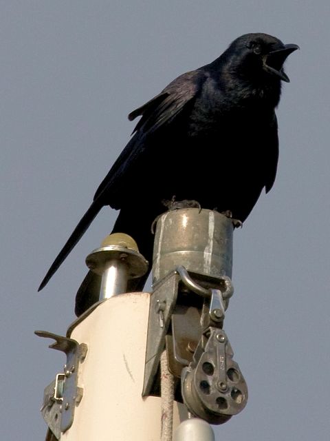 Fish Crow